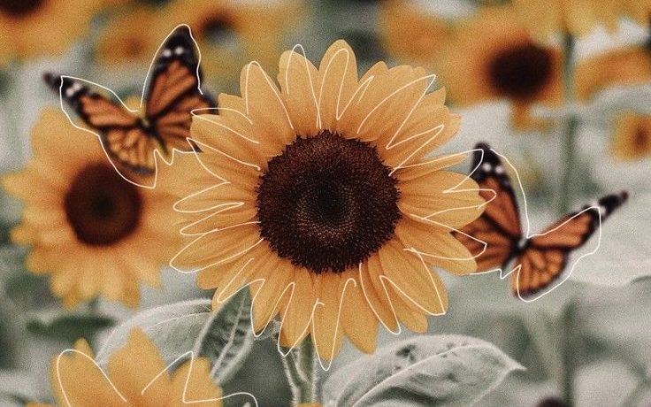 Sunflower with butterflies