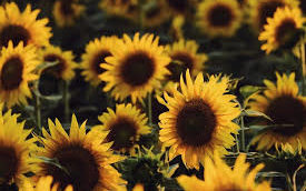Multiple sunflowers