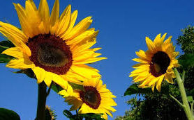 Tops of sunflowers